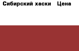 Сибирский хаски › Цена ­ 25 000 - Новосибирская обл., Новосибирск г. Животные и растения » Собаки   . Новосибирская обл.,Новосибирск г.